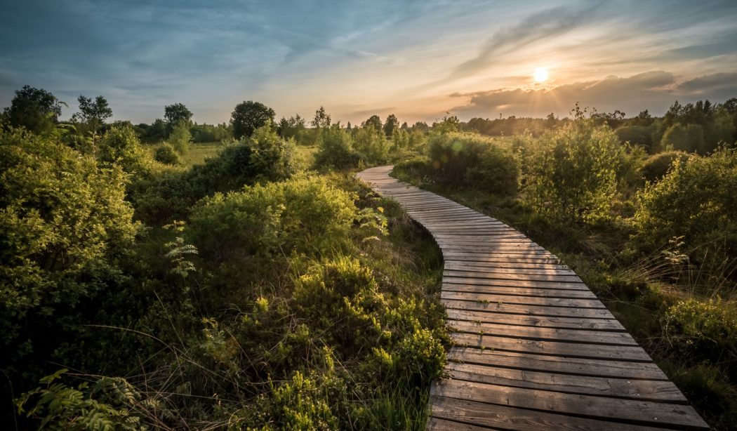 Wege und Pfade in der Hohen Venn