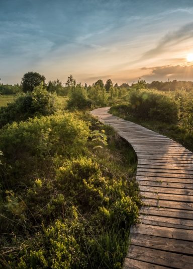 Wege und Pfade in der Hohen Venn
