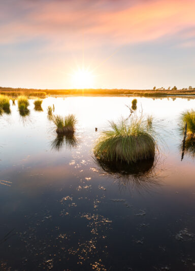 Sonnenuntergang über einem stillen Moorsee im Hohen Venn, mit kleinen Grasinseln, die aus dem Wasser ragen. Die goldene Lichtstimmung und die Spiegelungen im Wasser schaffen eine ruhige und idyllische Szenerie.